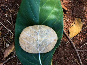 sylviafuregatti-plantapedra-news