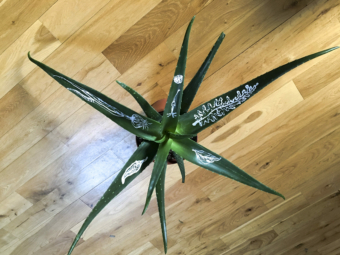 pot-de-plant-Sylvia-Furegatti-2018