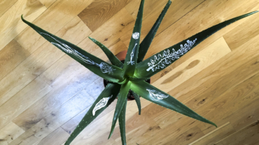 pot-de-plant-Sylvia-Furegatti-2018