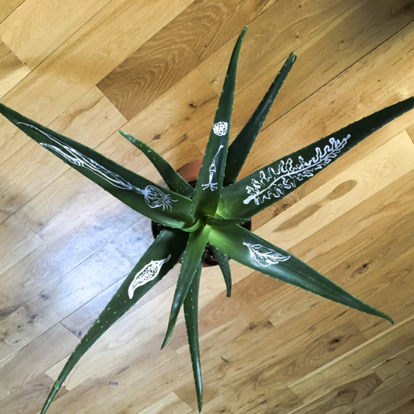 pot-de-plant-Sylvia-Furegatti-2018