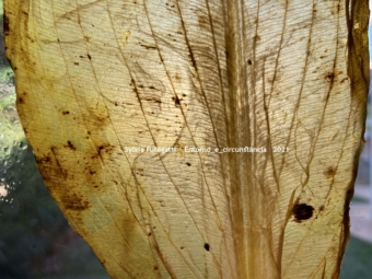 SFuregatti Entorno_e_Circunstância CAPA